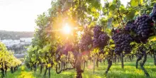 Sicilia en primeur, un sorso di vino per scoprire l’anima dell’isola