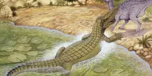 Il “coccodrillo del terrore” mangia-dinosauri aveva un’arma segreta. Gli scienziati ora sanno cos’è
