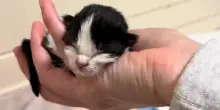 Salva un gatto di 4 giorni abbandonato in una scatola, oggi lei e Levi sono inseparabili