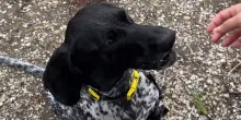 “Si ricorderà di me dopo due anni?”, la reazione del cane della sorella dice tutto