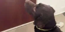 Così il cane Goose ha trovato il suo migliore amico dietro la porta aperta del vicino di casa