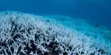 La morte dei coralli potrebbe aumentare la capacità degli oceani di assorbire la CO2