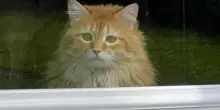 Il mondo oltre il vetro: Puff Puff, il gatto trasferito in città che ha scoperto il “mondo reale”