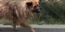 Il cane abbandonato Toto corre dietro un’auto per chiedere aiuto, quello che accade dopo è destino