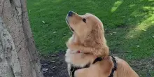 Fa una scoperta su un albero, mesi dopo il cane Zebby se la ricorda ancora (e ci rimane male)
