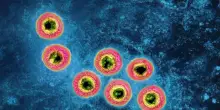 Herpes zoster, in chi si vaccina minor rischio di infarto, ictus e scompenso cardiaco