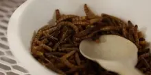 Insetti da mangiare, lo stand a Tuttofood: "Boom di ordini, ma la grande distribuzione ci taglia fuori"