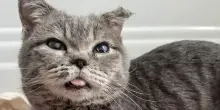 Senza denti e con la lingua a penzoloni, il gatto Steve aveva urgente bisogno di un upgrade