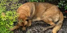 Ferito e abbandonato, il cane Buddy si nasconde dentro un’aiuola: “Ora è il fiore più bello”
