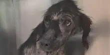 Quegli ultimi quattro giorni di Nicolino, il cane invisibile dagli occhi pieni d’amore