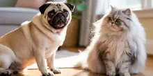 Cani e gatti si stanno evolvendo fino a somigliarsi: ecco perché non è una buona notizia
