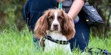 Paddy, Sully e Vera, i cani detective che hanno salvato la preziosa orchidea del sole di Wyong