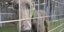 Il cane cieco Percy Shades riceve una nota tragica, poi tutto è cambiato