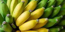 La crisi climatica rischia di far scomparire le banane