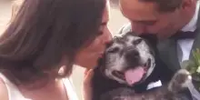 Il cane Jack a 19 anni ha vissuto la sua gioia finale al matrimonio della sua famiglia
