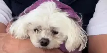 Veterinario si rifiuta di sopprimere un cane, 4 anni dopo Chickie è un perfetto compagno di viaggi
