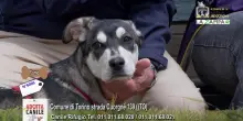 Videoadozioni Canile Torino: il cane Fumo sogna una famiglia