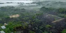 C'era una volta l'Amazzonia, il WWF: "In 15 anni rischiamo di perderla"