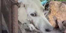 Il “ballo della libertà” del cane Bianca che ha trovato una casa nel momento più buio della sua vita