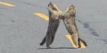 Due marmotte lottano in mezzo la strada, gli automobilisti in coda attendono la fine della sfida