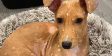 La straordinaria rinascita di Apricot, il cane “Bambi” dal passato tutt’altro che fiabesco
