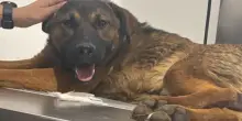 La rinascita di Cosmo, il cane randagio preso a calci fino a rompergli l’anca