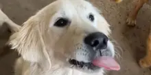 Riguarda un video al rallentatore del suo cane e scopre qualcosa che non va, salvandogli la vita