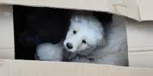 Lercara Friddi, salvati otto cuccioli di cane abbandonati in una scatola tra i rifiuti. Ora cercano casa