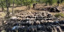 Strage in Sudafrica: 123 avvoltoi uccisi dal corpo di un elefante morto avvelenato dai bracconieri