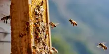 Riscaldamento globale e agricoltura intensiva: un cocktail letale per le api