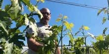 In vigna con Emiliano Fini: "Ho girato il mondo per poter valorizzare il vino del Lazio"