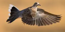 Bracconaggio in Europa, una piaga che continua a minacciare gli uccelli migratori