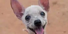 Re Julian, il cane calvo che è riuscito a sconfiggere una malattia misteriosa