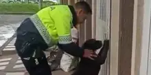 “Zampe al muro!”: la perquisizione particolare di un cane randagio a Bogotà