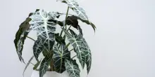 Alocasia: coltivazione in vaso e in giardino, cura e annaffiatura