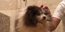 Rinchiuso 6 anni in una fabbrica di cuccioli, il cane Cinnamon ha un messaggio per i suoi sfruttatori