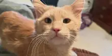 Eddie, il gatto che ha scelto di fidarsi: da solo in strada a membro amato di una famiglia