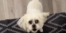 “Se sei una lettera, il cane di Alicia ti sta per sbranare”