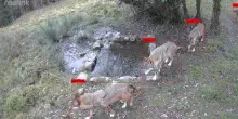 Incidenti con orsi e lupi, nel Parco d’Abruzzo arriva la prima intelligenza artificiale in grado di prevenirli