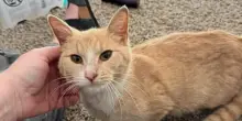 I cuccioli nati morti e quel grande dolore del gatto Peaches che gli ha fatto salvare quattro vite
