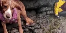 Ember, il miracolo in mare: il cane salvato in extremis da una scogliera in Galles