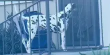 Il cane Tucker ogni sera bussa alla porta dei vicini, il motivo è tutto da gustare
