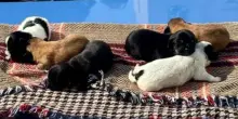 Salvati sei cuccioli di cane a Cagliari, erano stati abbandonati in una busta sotto un cavalcavia