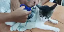 Catturato e soccorso il "narco gatto", portava 300 grammi di droga dentro a un carcere in Costa Rica