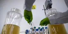 Junk food, un esame del sangue o delle urine svela quanto ne mangi. Il pericolo molecola tossica
