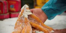 Come nasce la bottarga, un segreto che si tramanda nei secoli