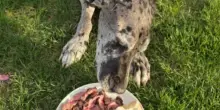 Ordina un piatto speciale per l’ultima cena del suo cane Iris e riceve una sorpresa commovente