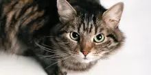 Errori comuni da evitare nei primi giorni di convivenza con il tuo nuovo gatto