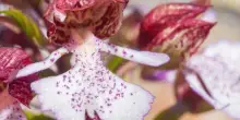 SOS orchidee: in Italia 240 specie ma non le proteggiamo abbastanza