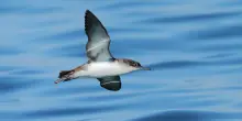 Giornata mondiale della Biodiversità, ecco i 240 “paradisi italiani degli uccelli”